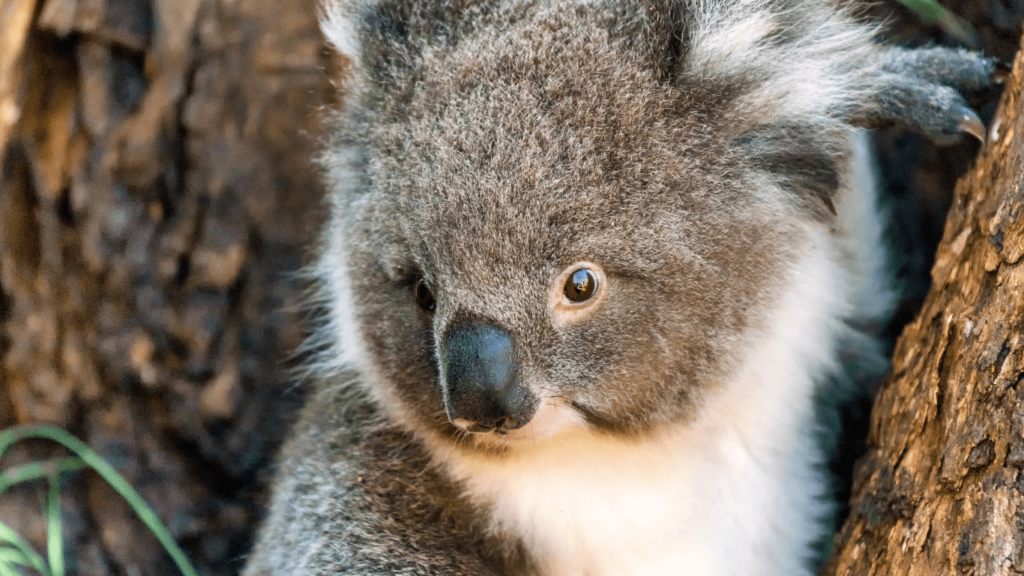 Australia's Great Ocean Road Koala