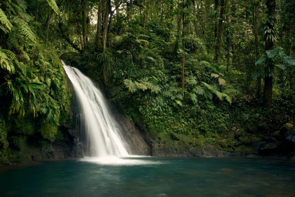 Costa Rica Jungle